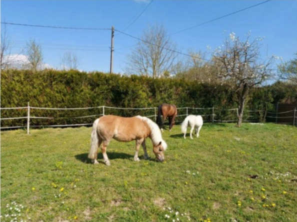 MELISSE - ONC typée Haflinger née en 2002 - adoptée en novembre 2013 par fannybis - Page 5 Suivi_10