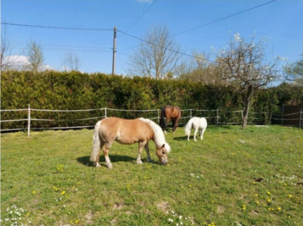 MELISSE - ONC typée Haflinger née en 2002  - adoptée en novembre 2013 par fannybis - Page 5 Suivi_10