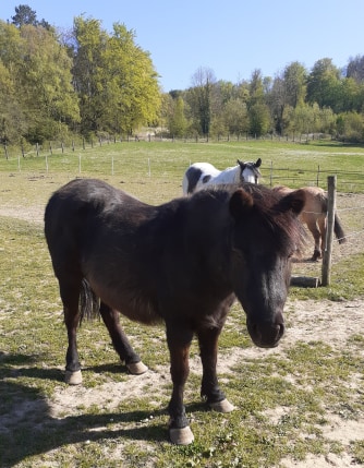 ZEBULON - ONC poney né en 1997 - adopté en mai 2021 par Marie-Christine Zzobul27