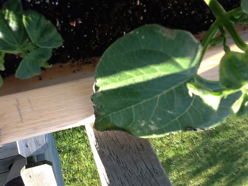 Pole Green Beans - Help! Leaves are rotting? Photo312