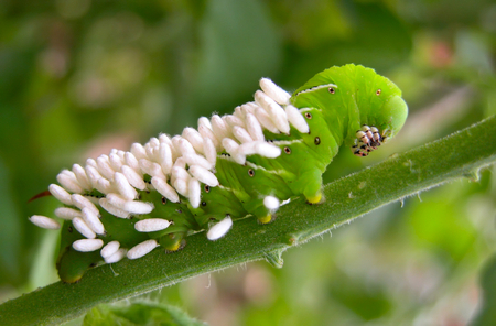 Tomato Horn Worm ? ID - Page 2 Tomato10