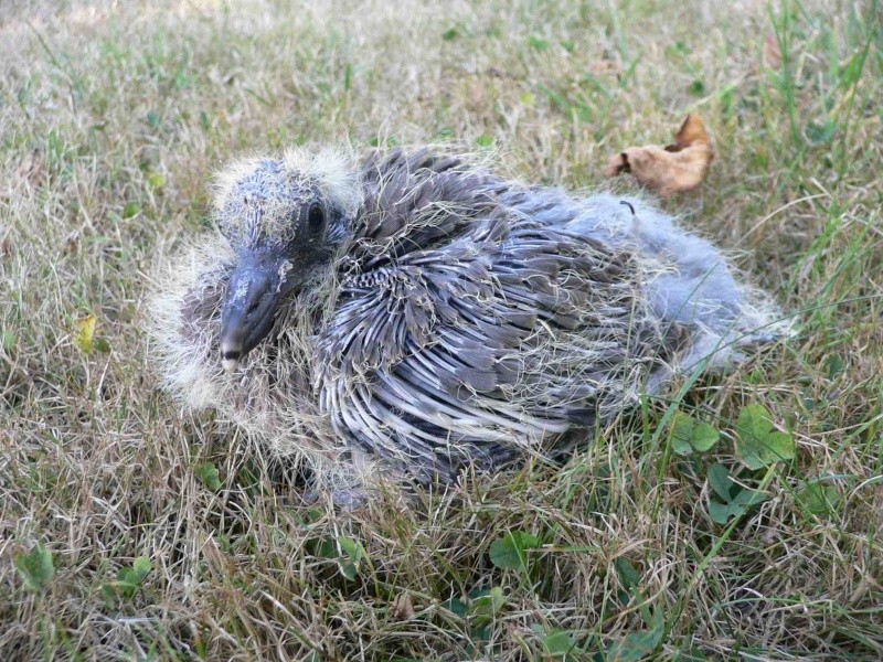 Bebe Pigeon Ramier En Detresse Les Jeunes Trouves Nimo