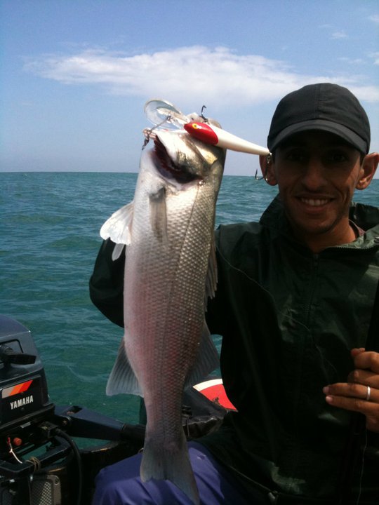 Petite sortie de pêche (traîne côtière à Temara) Bar_a_13
