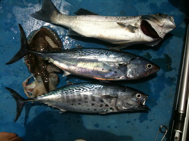 Petite sortie de pêche (traîne côtière à Temara) Result10