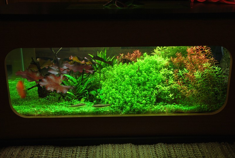 aquarium table basse (nouvel hardscape) Forum210