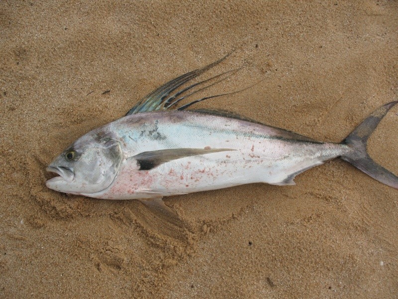 Surf Fishing Catch and Release Img_5210