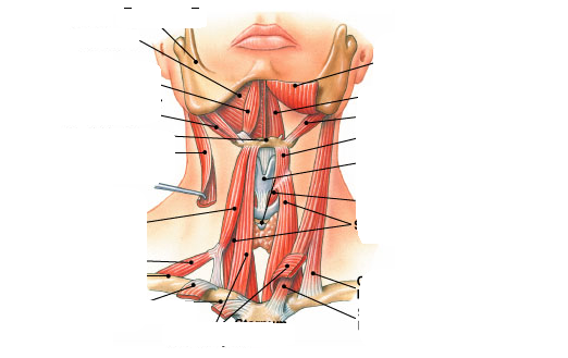 Muscles of the Anterior Neck Anatom10