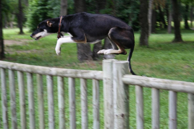 Concours photo chien en apesanteur 2012 28263110