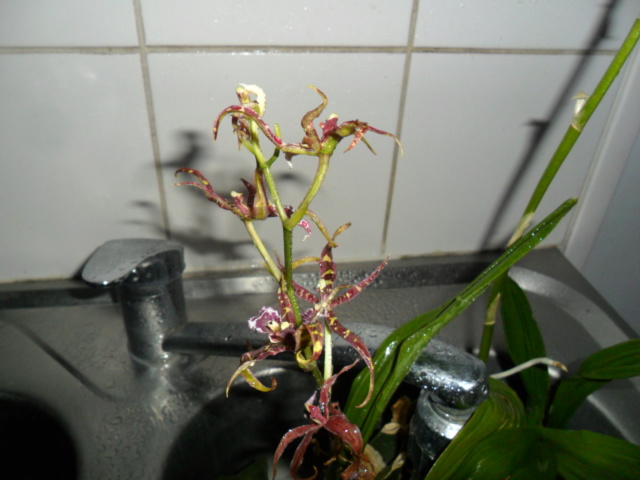Mes orchidees - Page 5 Sam_5016