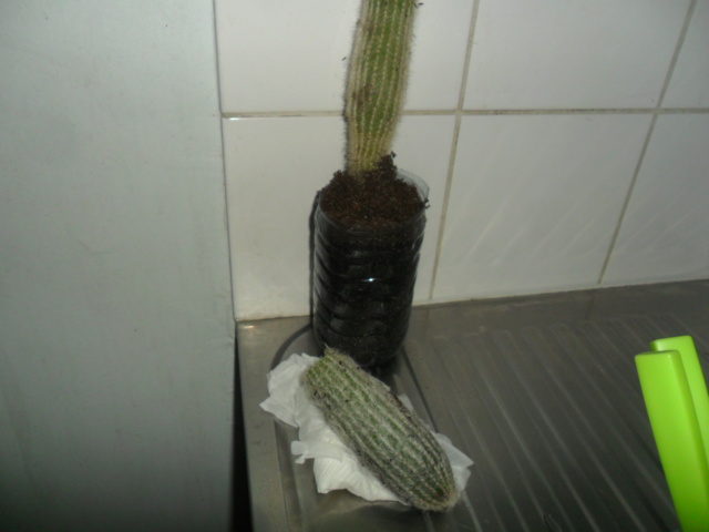 Help un cactus s est cassé Sam_5415