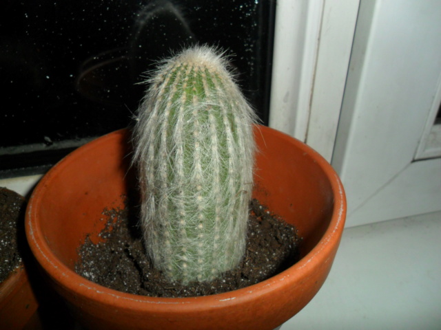Help un cactus s est cassé Sam_5629