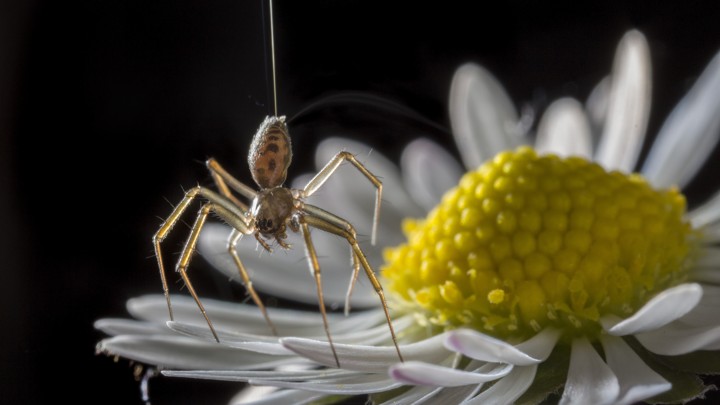 field - Spiders Can Fly Hundreds of Miles Using the Charge Field Lead_710