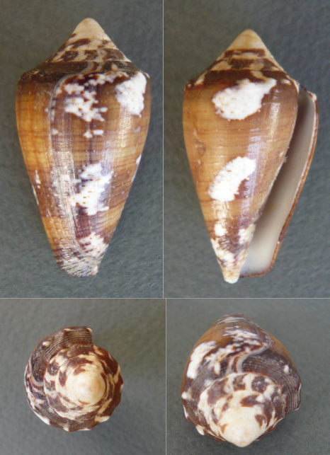 Conus regius - Gmelin, 1791 Cone_b10