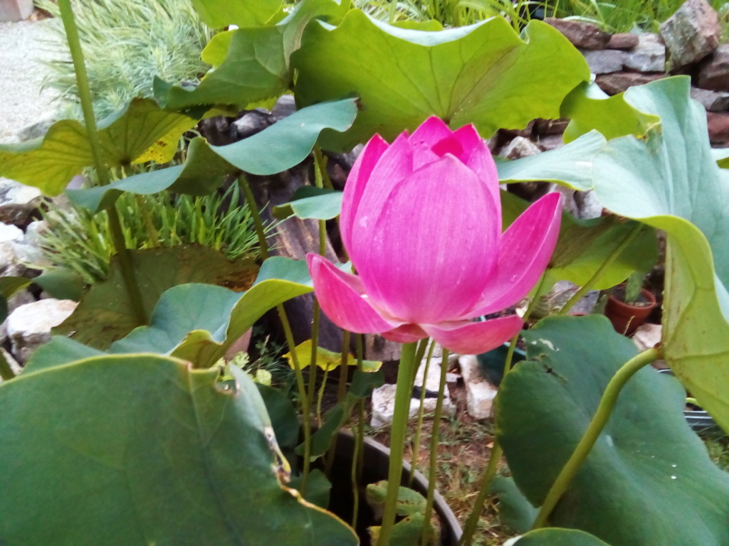 lotus de Pierrot71 Juille11