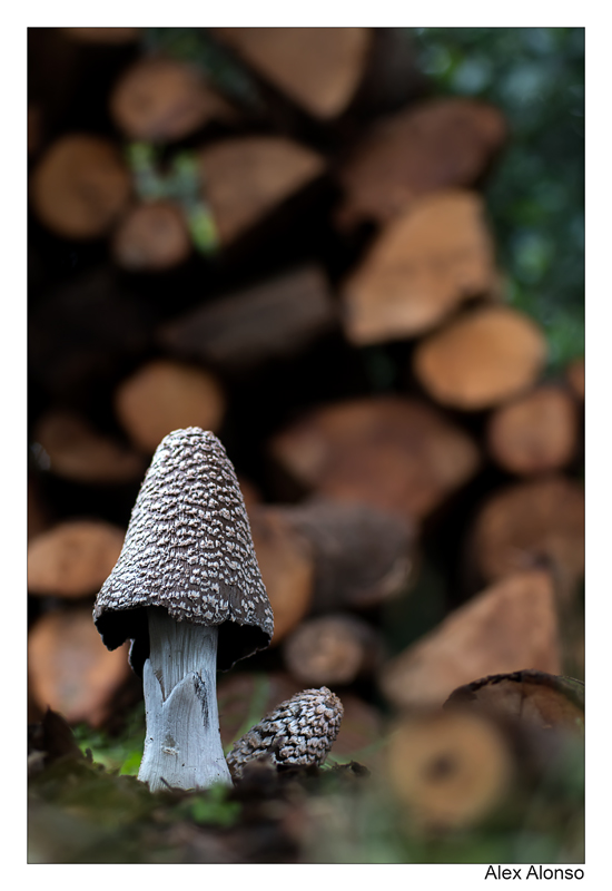 coprinus picaceus.. _mg_6110