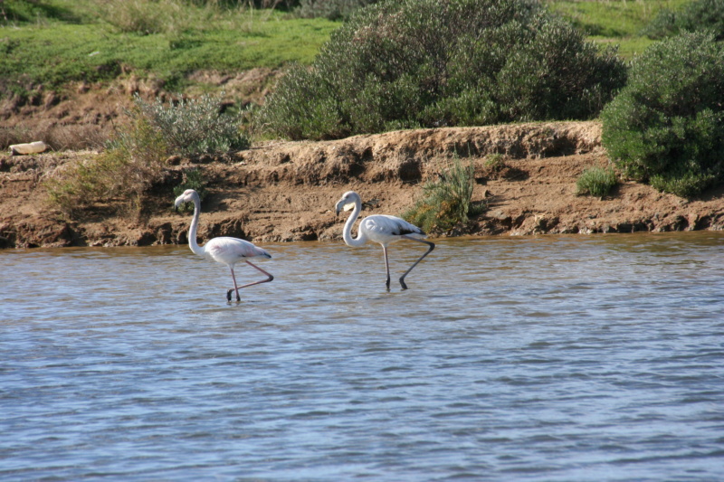 Algarve automne 2023 Img_0323