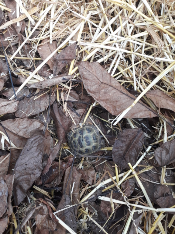 Hibernation dehors ?? - Page 3 20200210