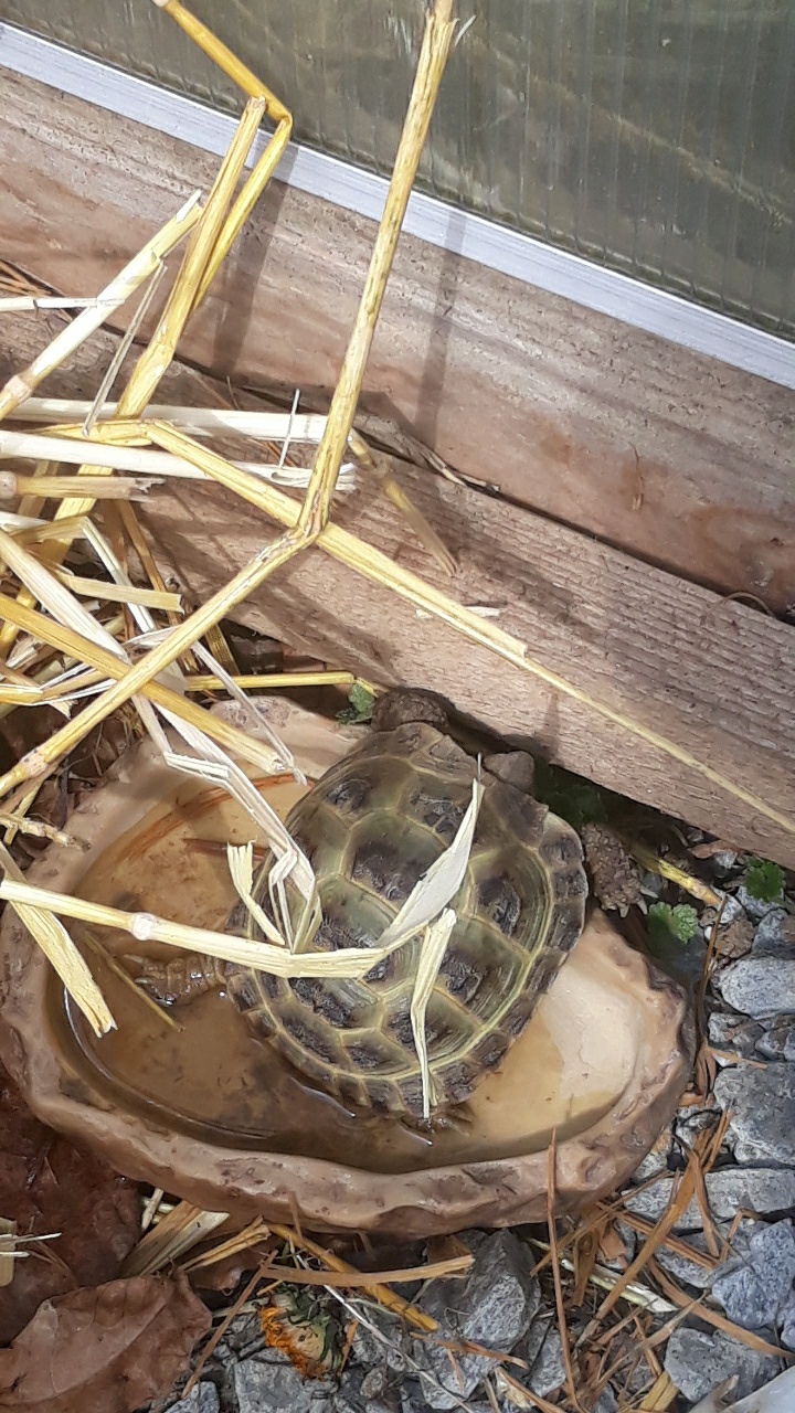 Hibernation dehors ?? - Page 3 Snapch12