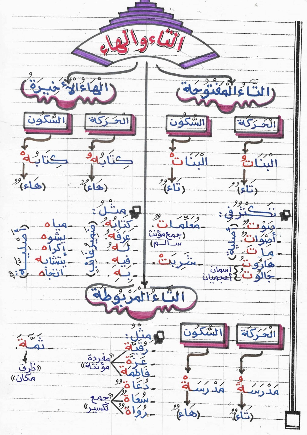 التاء والهاء في نهاية الكلمة نحو ثالثة ثانوي (إنفوجراف) م / الحسيني عبدالمجيد 618