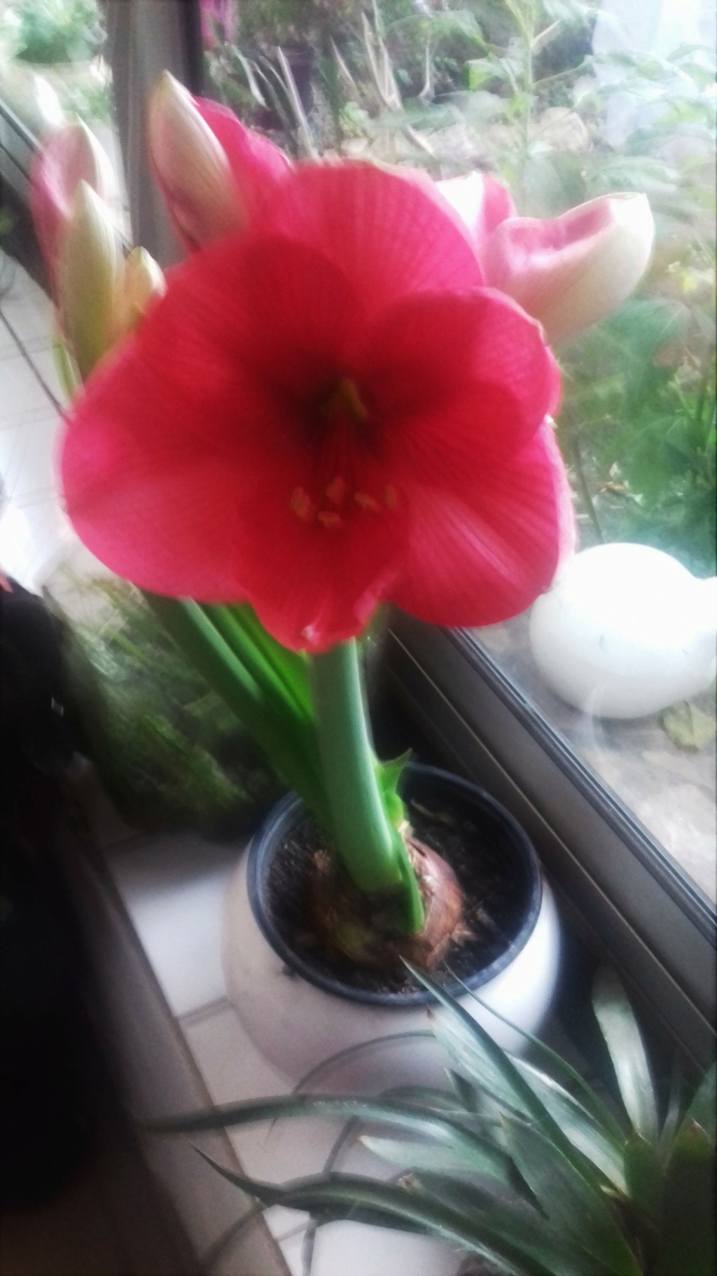amaryllis - Page 6 00167