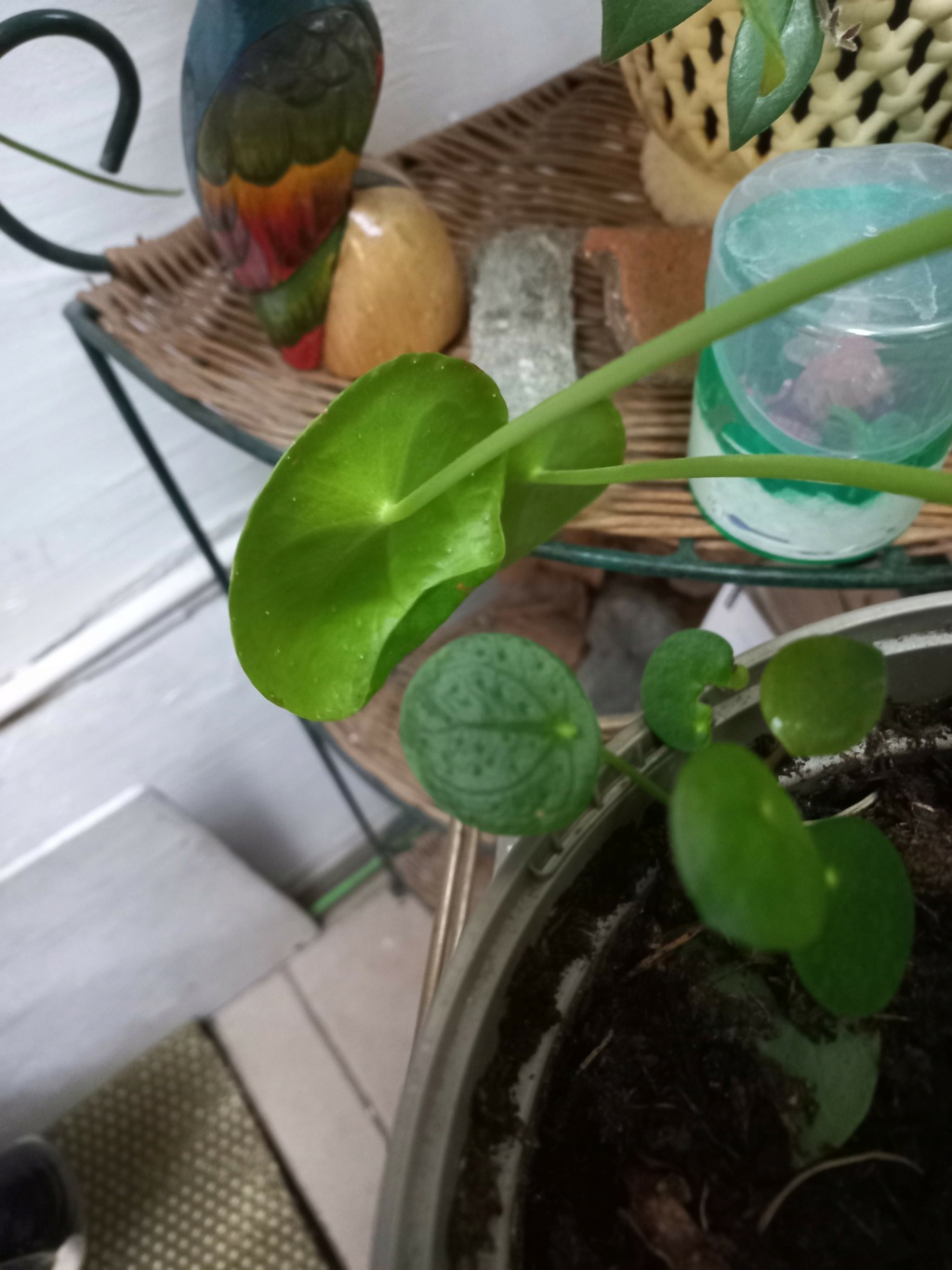 Identification. Pilea peperomioides, 002155