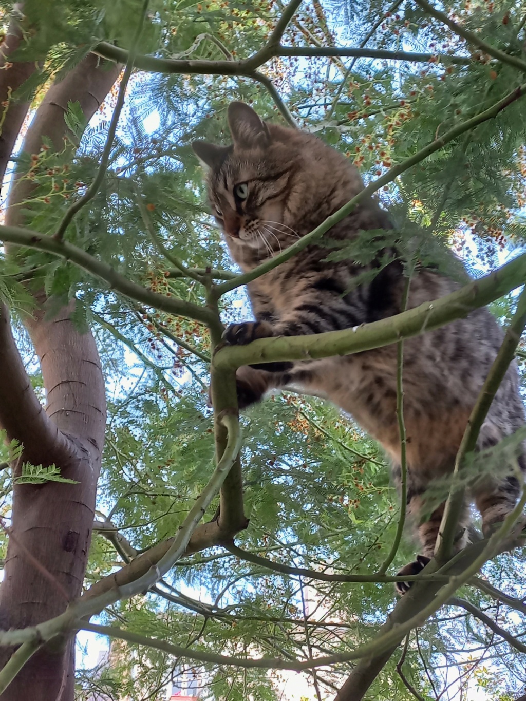 pour les amoureux des chats - Page 29 002170