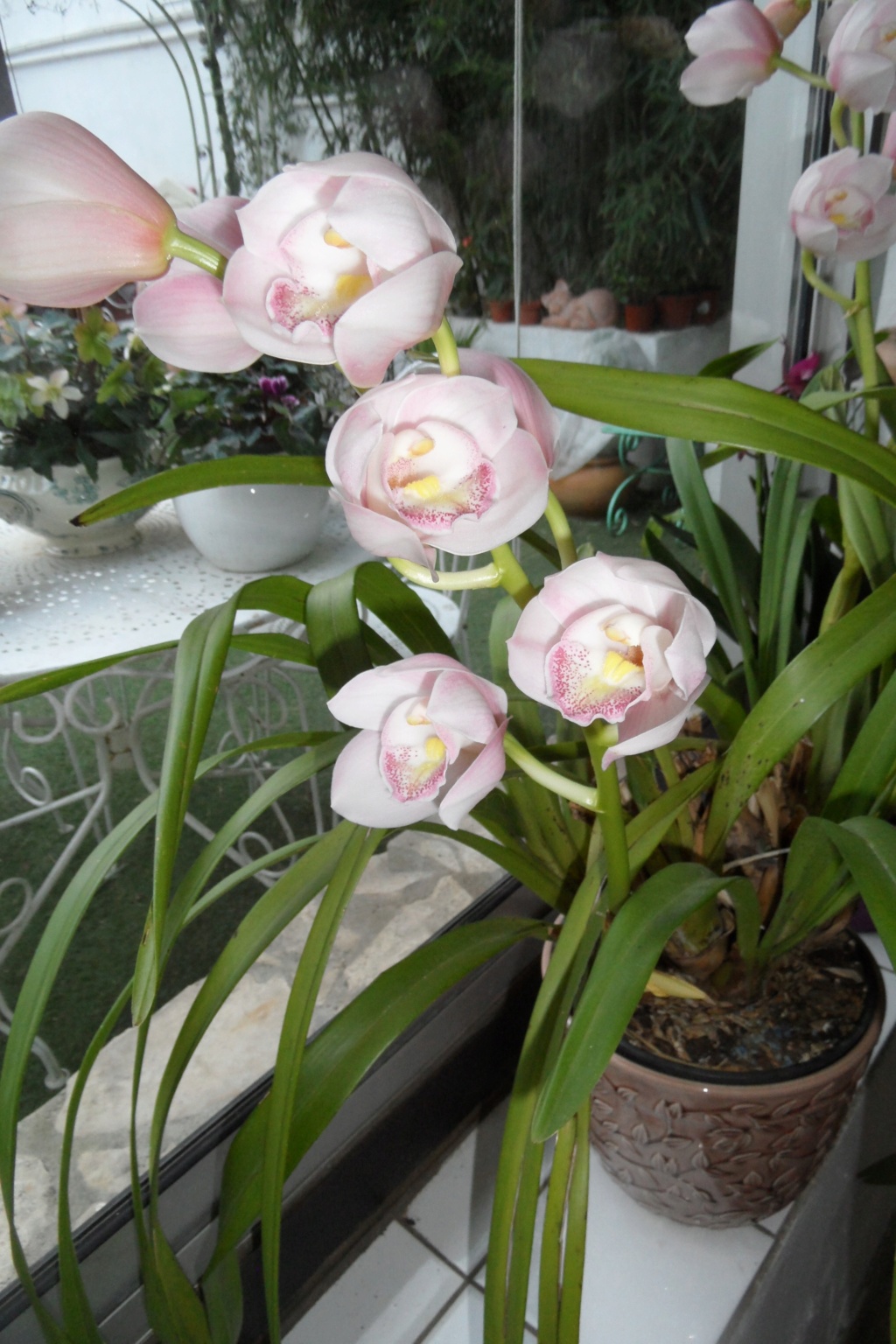 cymbidium 00221