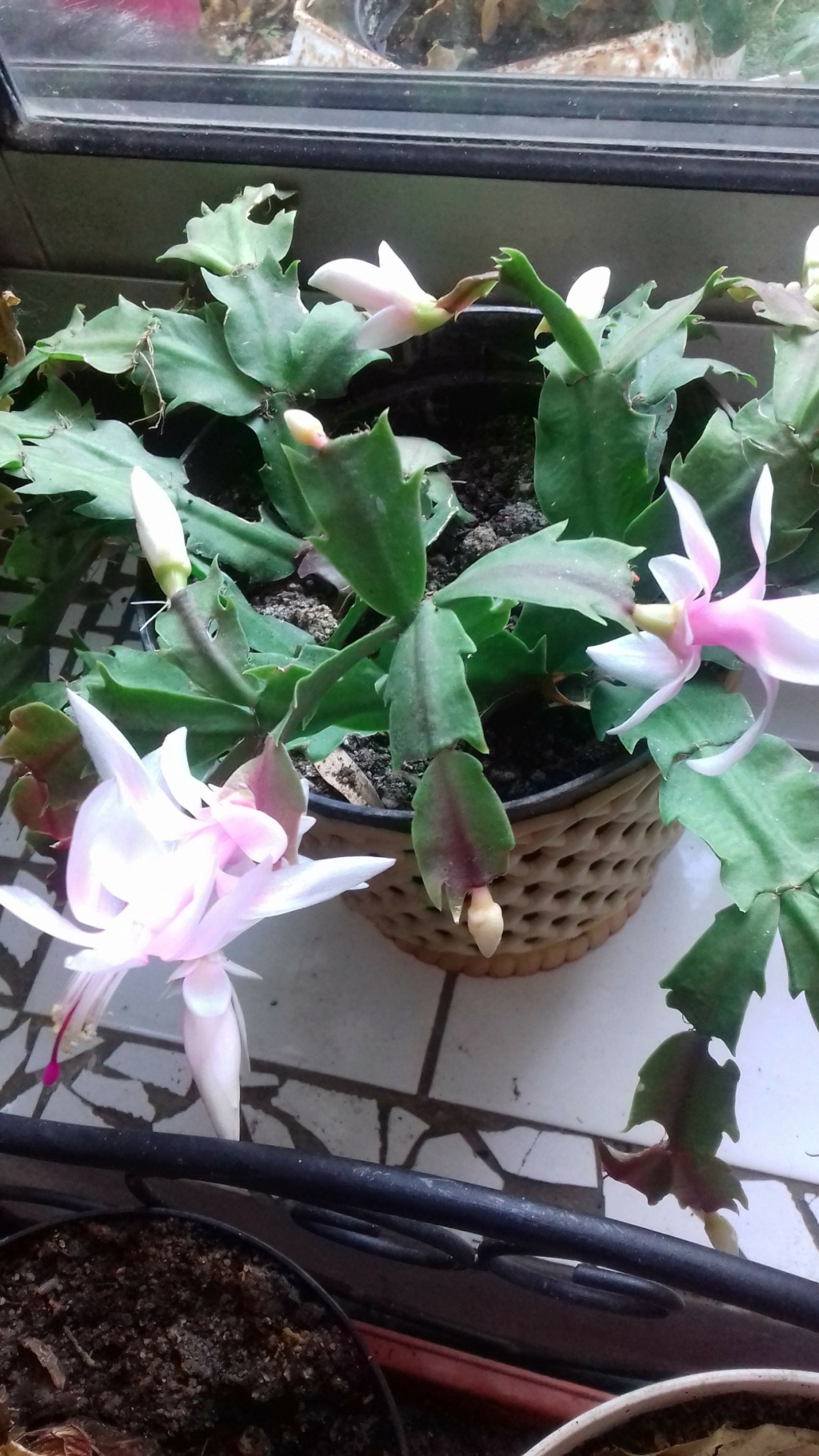 Cactus de Noël ou Schlumbergera - Page 10 00262