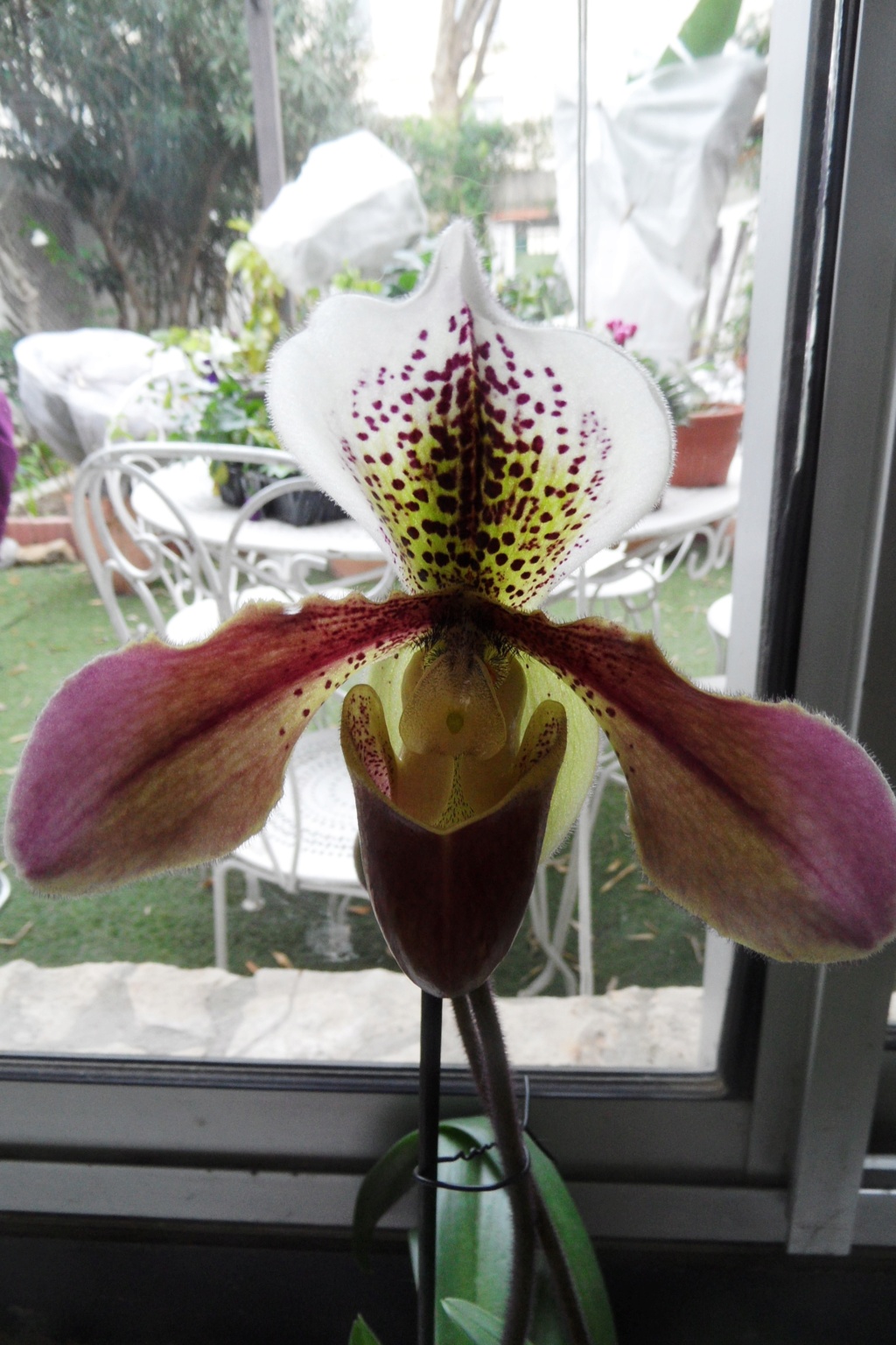Orchidée Paphiopedilum ou sabot de venus - Page 2 00313