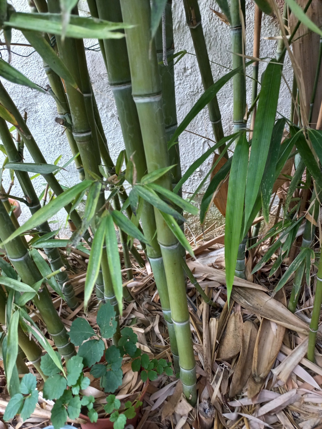 Bambou 003161