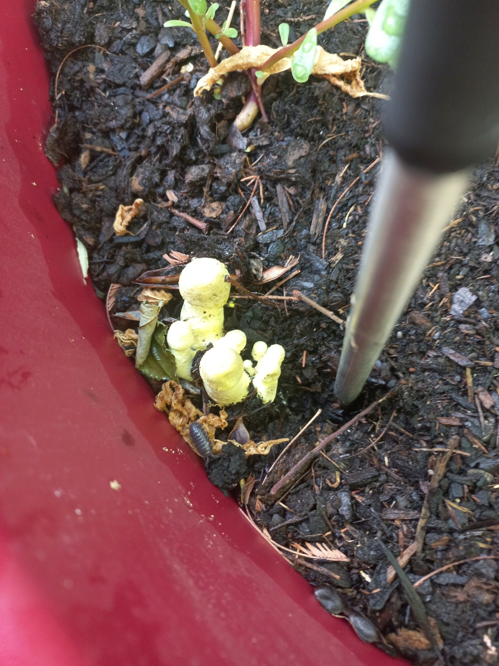 Champignon dans mon Brugmansia 003162