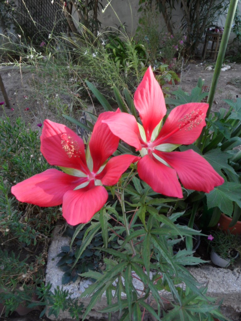 Une vivace.........Hibiscus coccineus !!! 00330