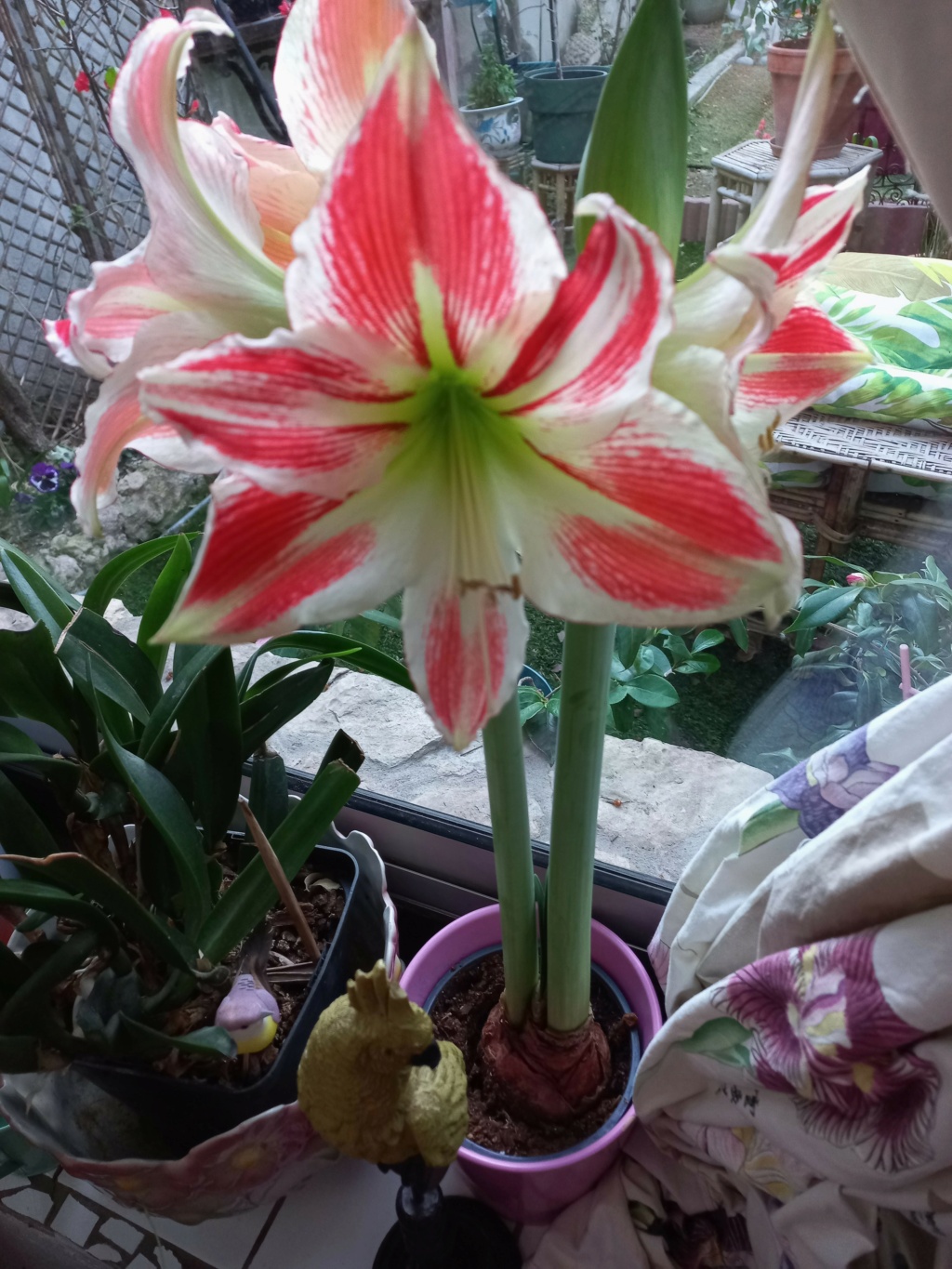 amaryllis - Page 16 006155