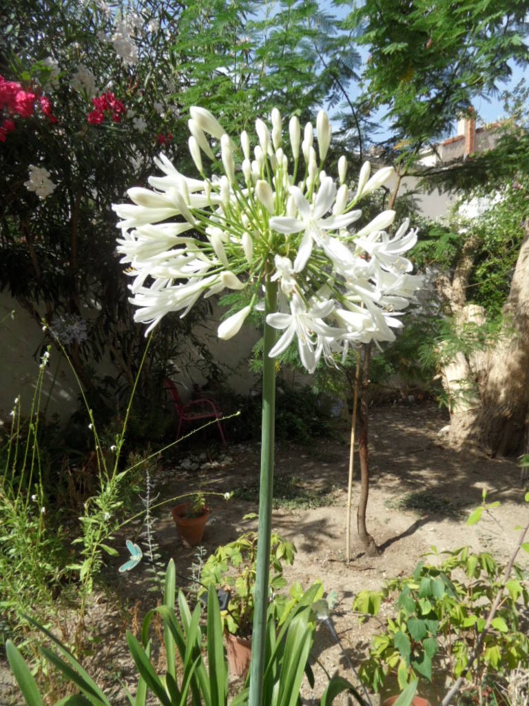 mes Agapanthes - Page 8 00627