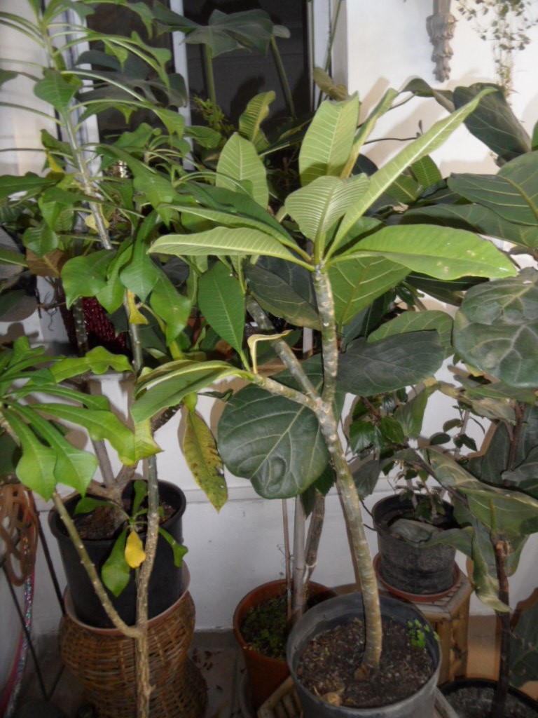 Hivernage des plantes - Page 3 00731