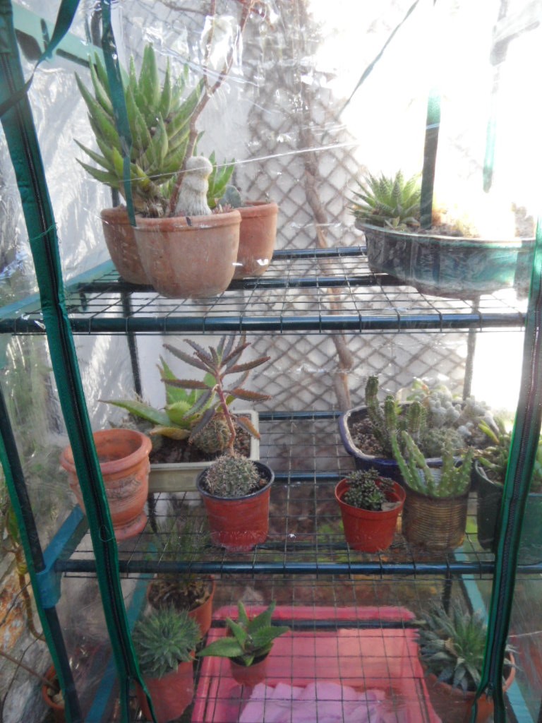 Hivernage des plantes - Page 3 00923