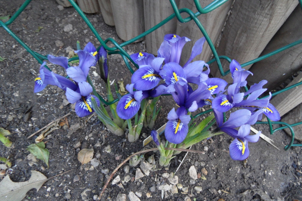 iris - Iris reticulata - Page 8 01016