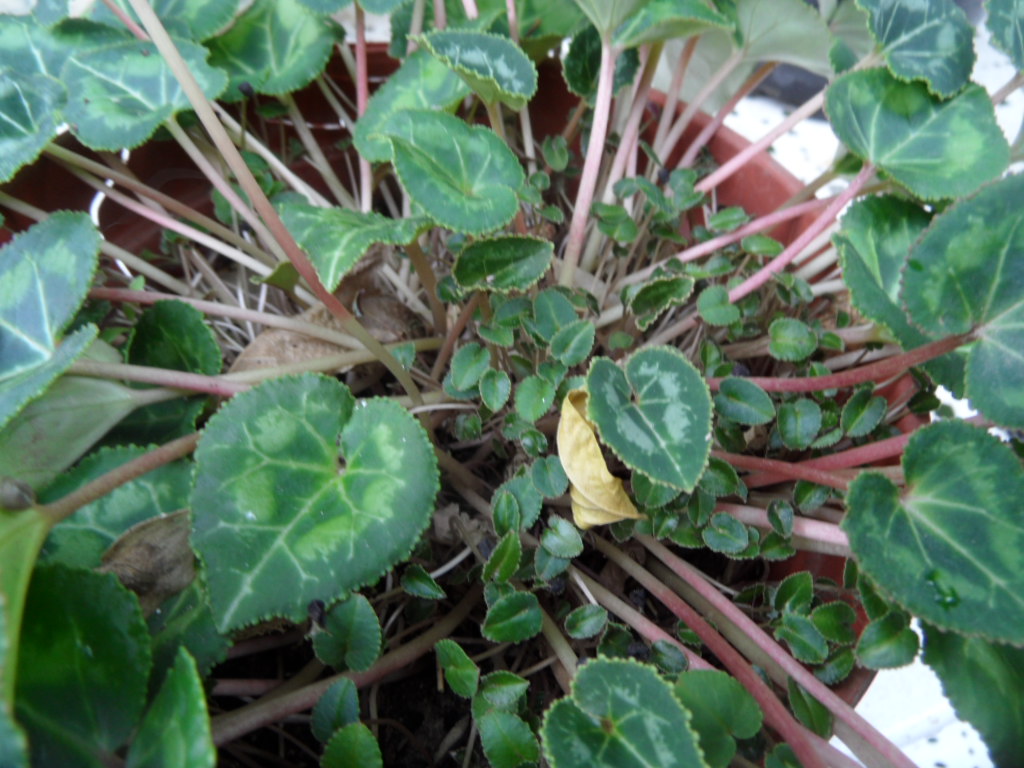 Cyclamen - Page 8 01228
