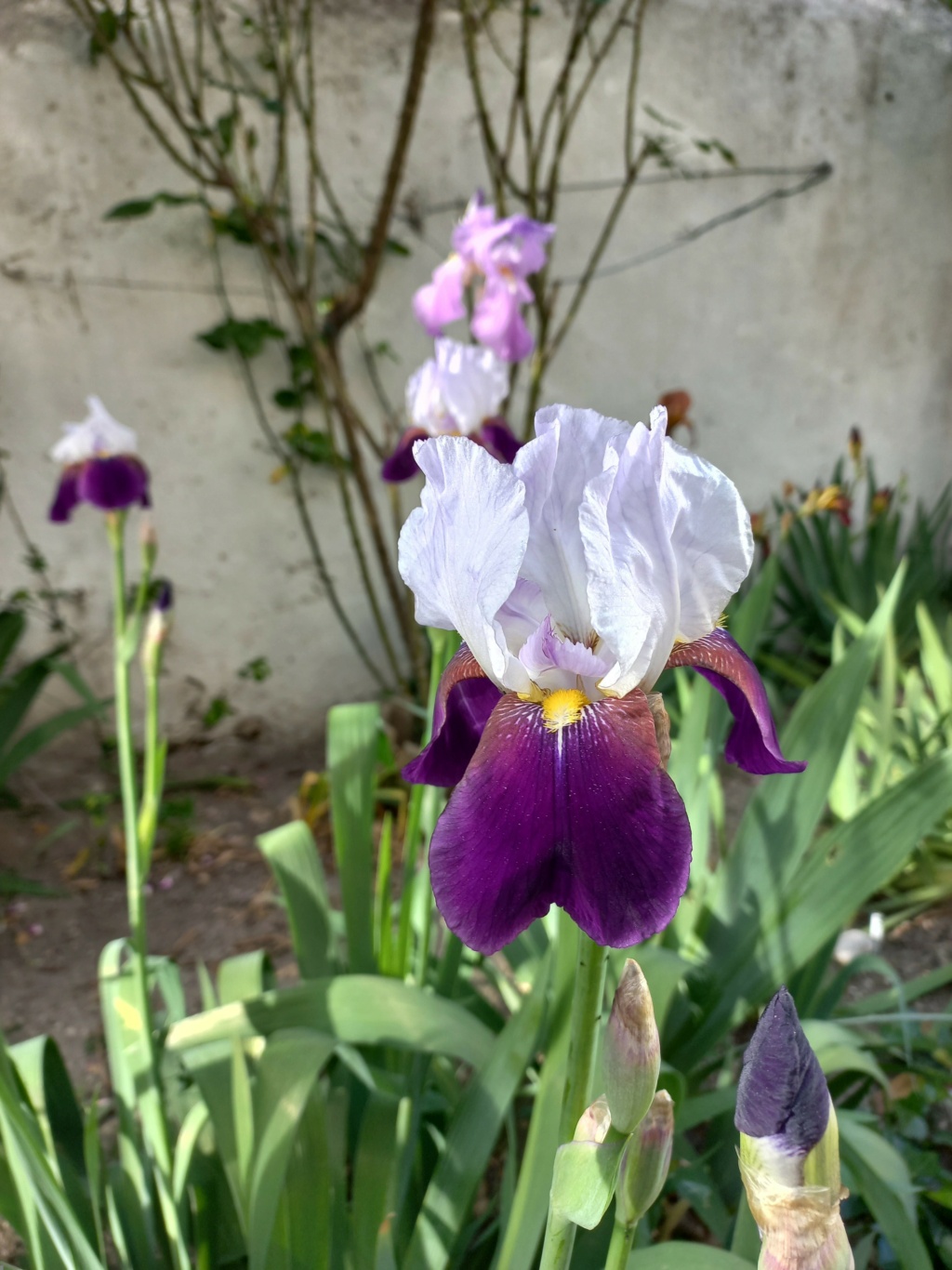 Floraison d'iris de 2017 ....... à 2022 - Page 4 01578