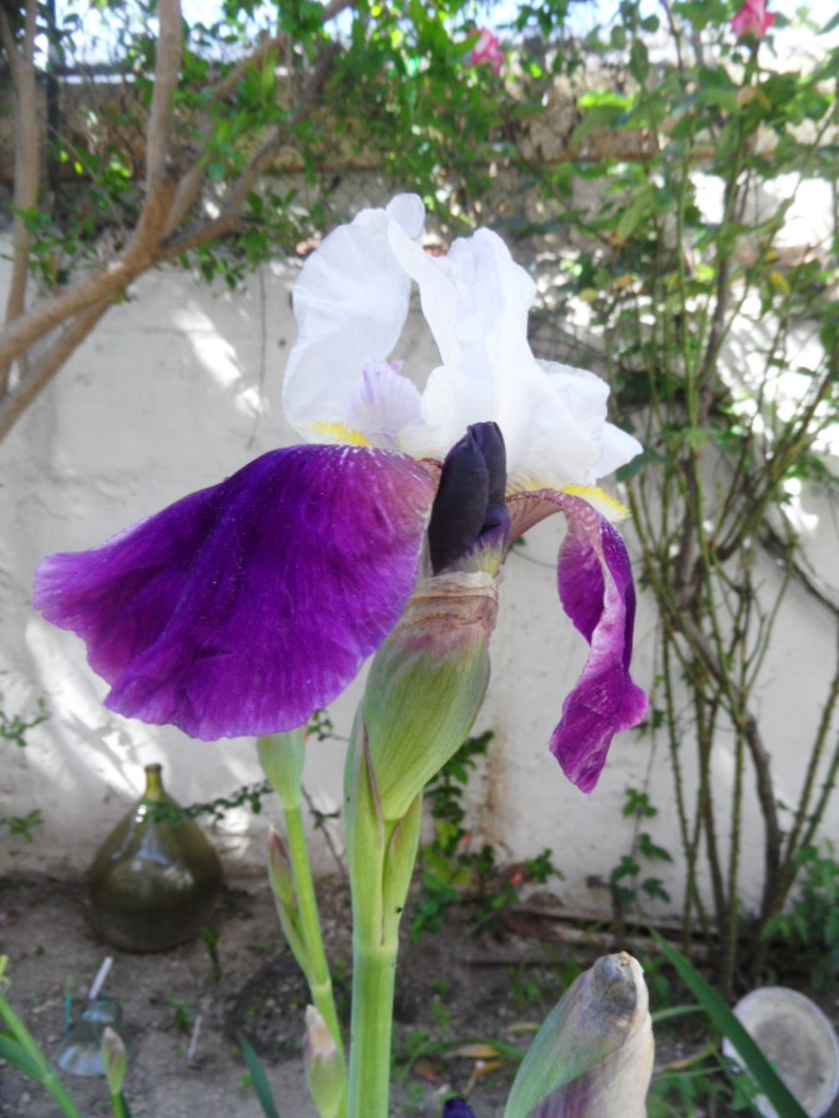 Floraison d'iris de 2017 ....... à 2022 - Page 13 01714