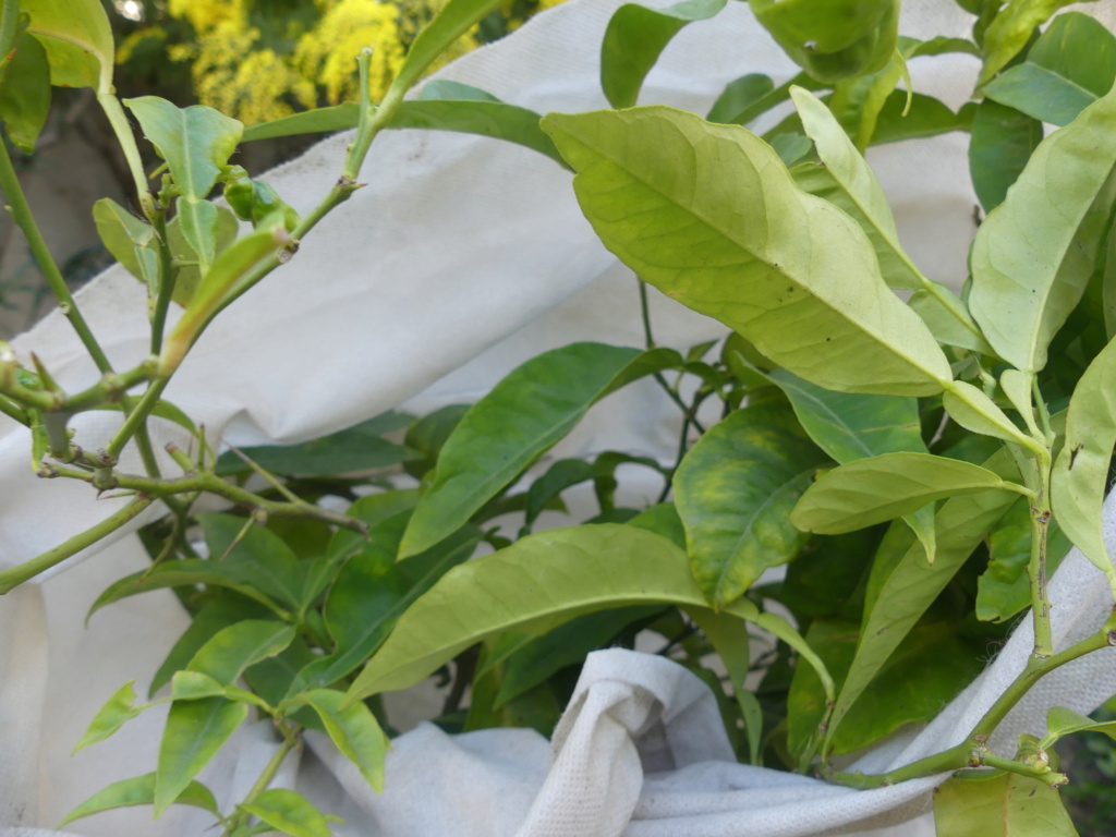 Citronnier et Oranger qui ne fleurissent pas