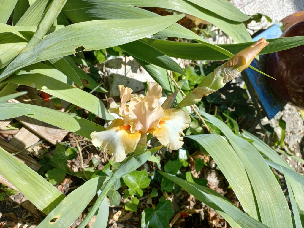 Floraison d'iris de 2017 ....... à 2022 - Page 16 03227