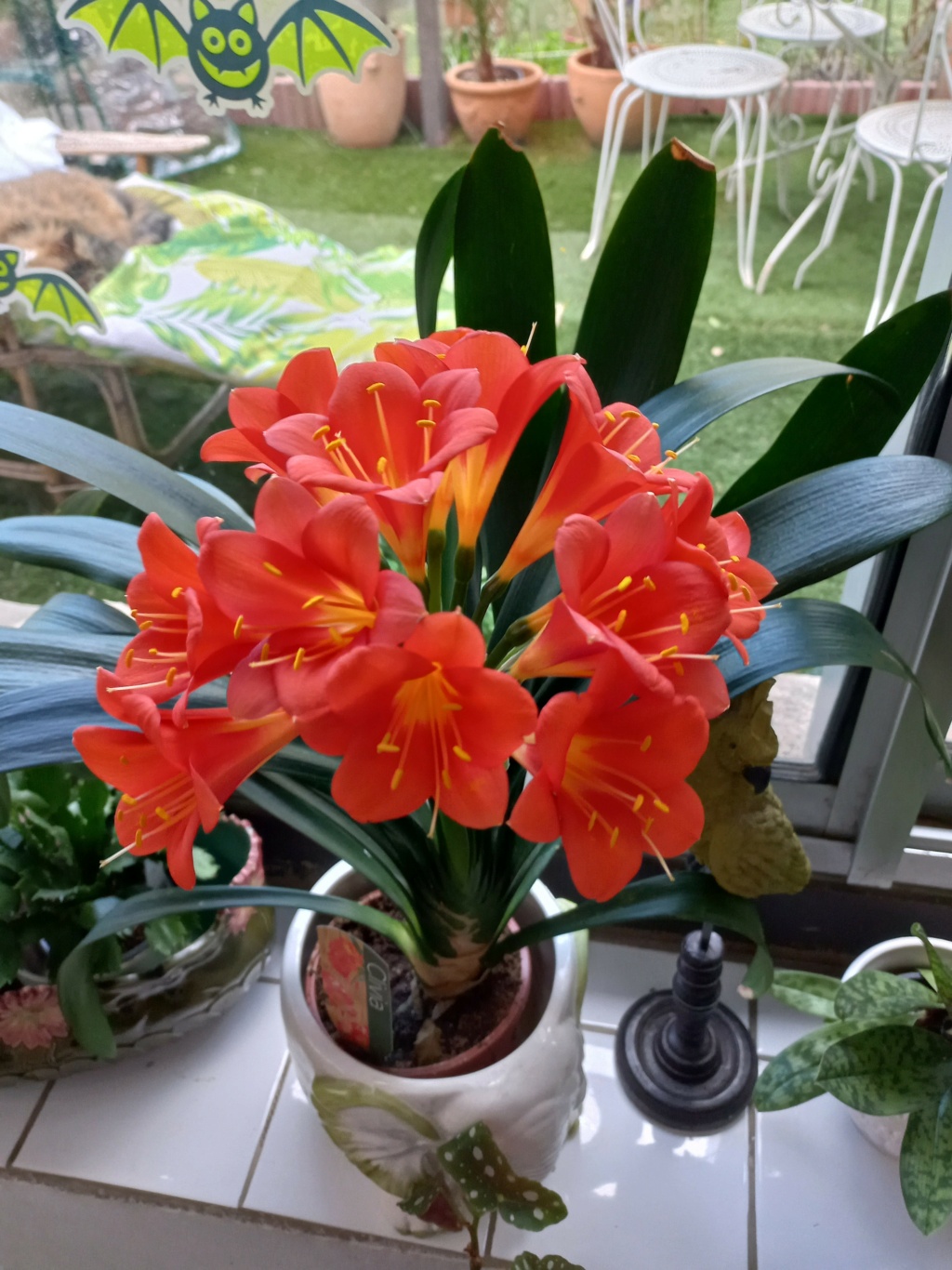 Le Clivia de Prune - Page 9 03826