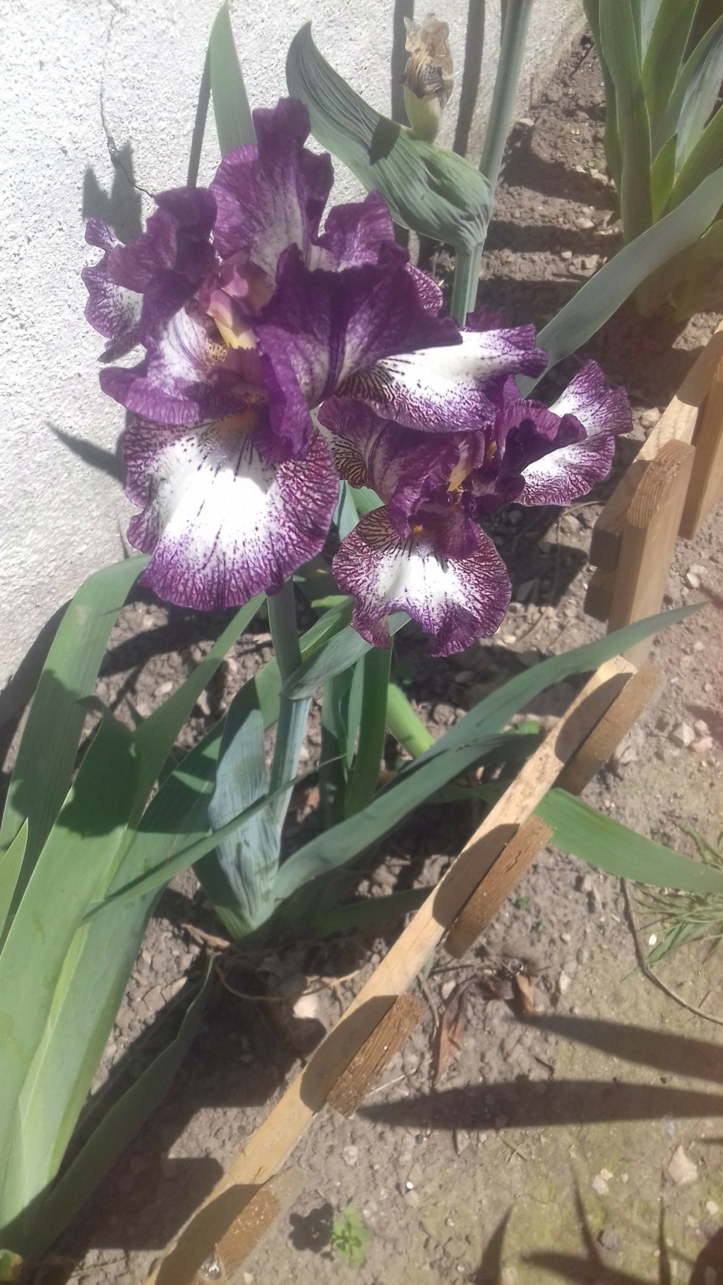 Floraison d'iris de 2017 ....... à 2022 - Page 20 04213