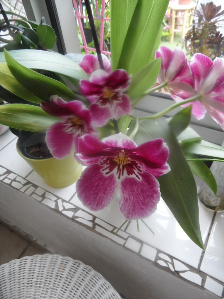 MILTONIA - Page 2 04610