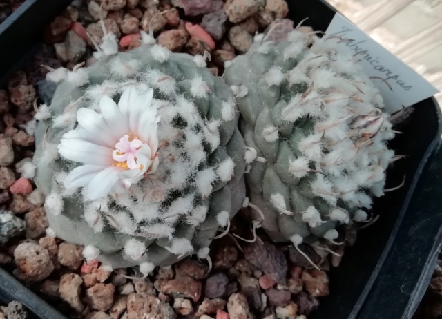 Cactus - floraisons 2019 Img_2057
