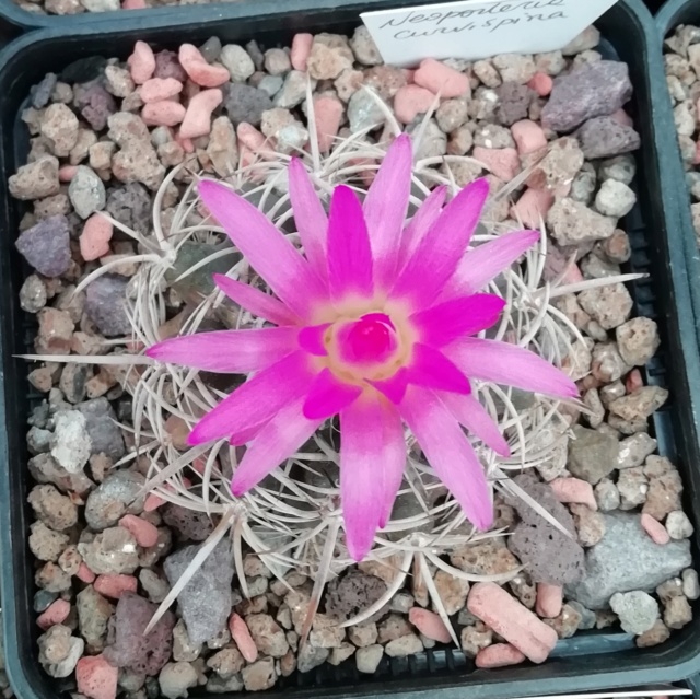 Cactus - floraisons 2019 Img_2066