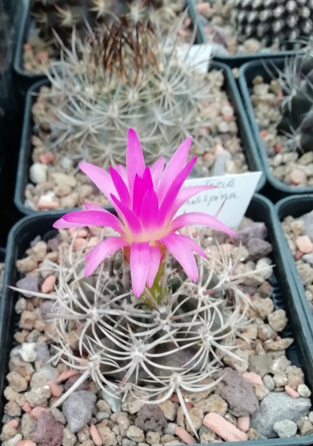 Cactus - floraisons 2019 Img_2067