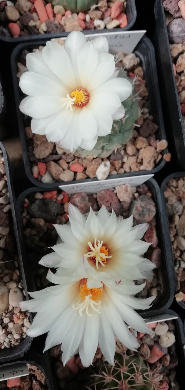 Cactus - floraisons 2019 Img_2068