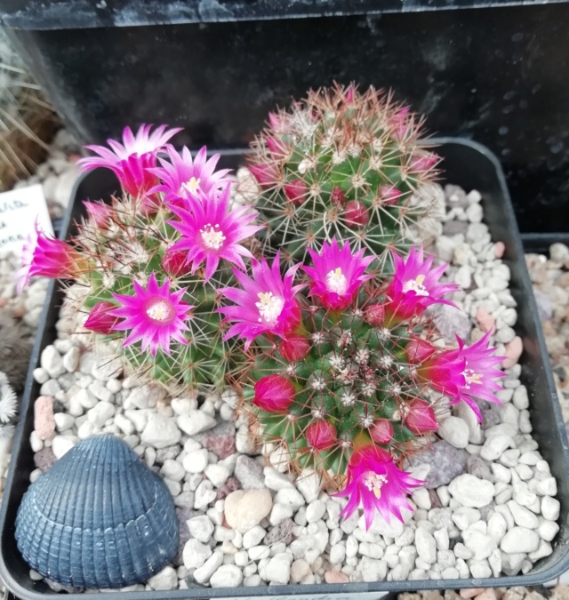 Cactus - floraisons 2019 Img_2071